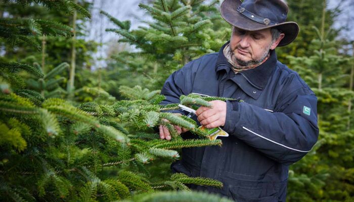 Familie Fink - Fink Peter Befestigt Den Ländle Gütesiegel Stern Foto: Pallinger
