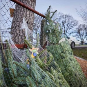 Familie Fink – Verpackte Ländle Christbäume – Foto: Pallinger