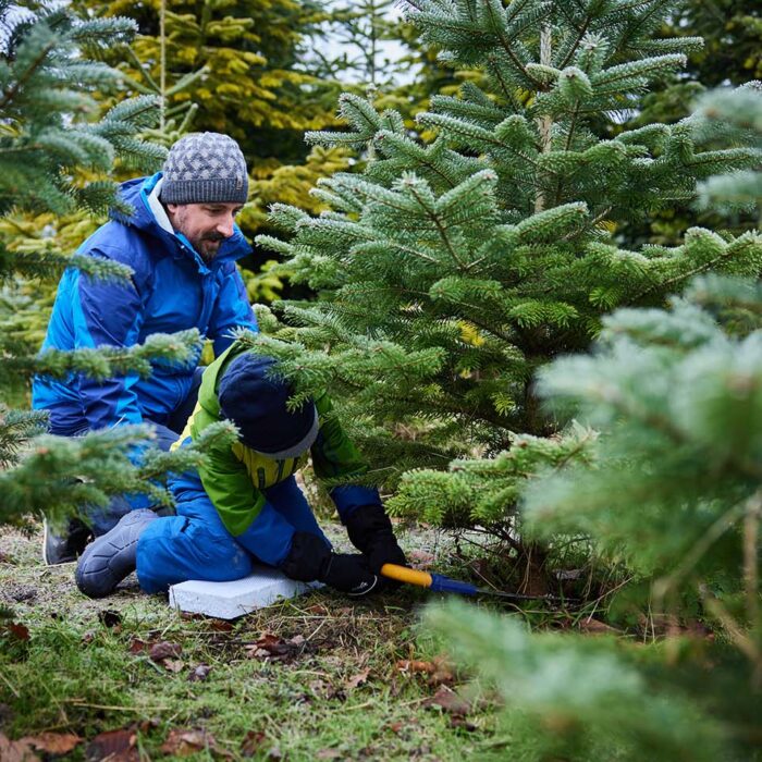 Vater und Sohn sitzen in der Christbaumkultur  vor einem Baum und der Sohn ist gerade dabei den Christbaum mit einer kleinen Handsäge zu schneiden.