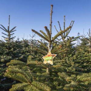 Ländle Christbaum PK 2025: Ländle Christbäume – Gekennzeichnet Mit Dem Stern Mit Ländle Gütesiegel (Foto: LQM)