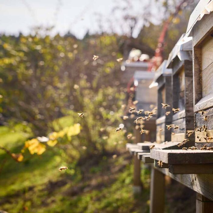 Martina Pinzger - Bienenstöcke mit Flugverkehr - Foto Pallinger Martina Pinzger - Bienenstöcke mit Flugverkehr - Foto Pallinger