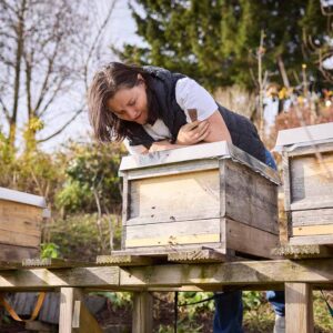 Martina Pinzger Beobachtet Ihre Bienen Am Bienenstock – Foto Pallinger