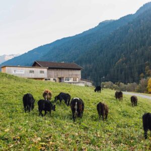 Biohof Mangard – Rinder Auf Der Weide Vor Dem Hof – Foto: Manuelpaul.com