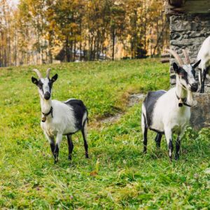 Biohof Mangard – Ziegen Auf Der Weide Vor Dem Haus – Foto: Manuelpaul.com