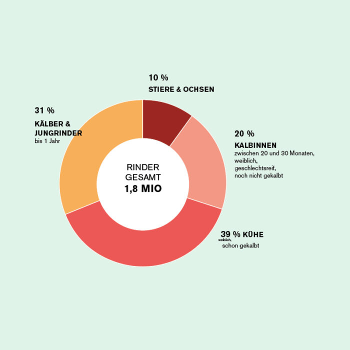 Grafik - Welche Rinder werden gehalten Grafik - Welche Rinder werden gehalten