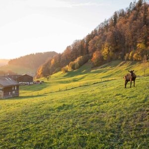 Käse Schwarz – Einzelne Ziege Auf Der Weide – Foto: Michael Kreyer