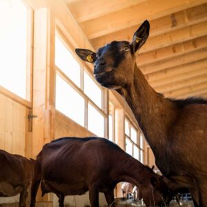 Käse Schwarz – Nahaufnahme Von Ziegen Im Laufstall – Foto: Michael Kreyer