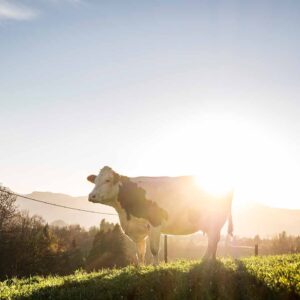 Käse Schwarz – Das Rind Genießt Den Auslauf Auf Der Weide – Foto: Michael Kreyer