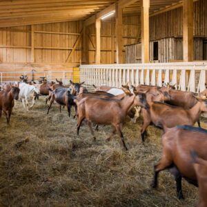 Käse Schwarz – Ziegen Im Laufstall – Foto: Michael Kreyer