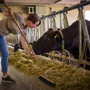 Bei Den Rindern Im Stall Am Peterlehof (Fotograf: Pallinger)