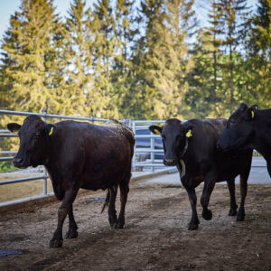 Wagyu Rinder Am Peterlehof Im Auslauf (Fotograf: Pallinger)