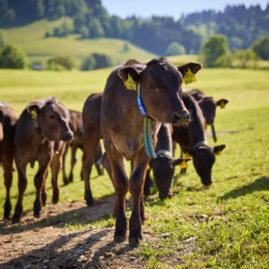 Kälber Aus Der Wagyu-Zucht Am Peterlehof (Fotograf: Pallinger)