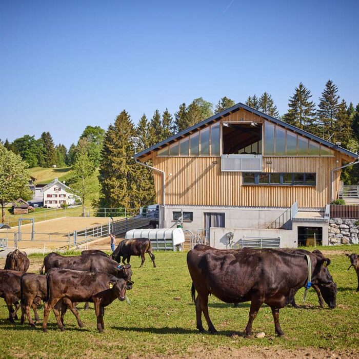 Der Peterlehof mit den Angus- und Wagyu- Rindern (Foto: Christoph Pallinger) Die Wagyu- und Angus-Rinder genießen schönes wetter auf der Weide vor dem Peterlehof.