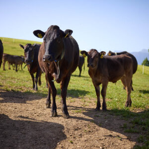 Wagyu-Rinder Am Peterlehof Auf Der Weide (Fotograf: Pallinger)