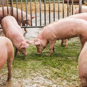 Alpschweine Im Auslauf Der Alpe Parpfienz – Foto Manuelpaul.com