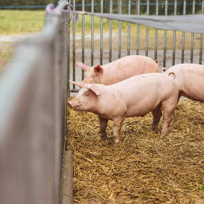 Alpschweine unter der Beschattung im Auslauf der Alpe Parpfienz - Foto manuelpaul.com Alpschweine unter der Beschattung im Auslauf der Alpe Parpfienz - Foto manuelpaul.com