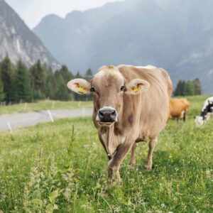 Rinder Auf Der Weide Der Alpe Parpfienz – Foto Manuelpaul.com